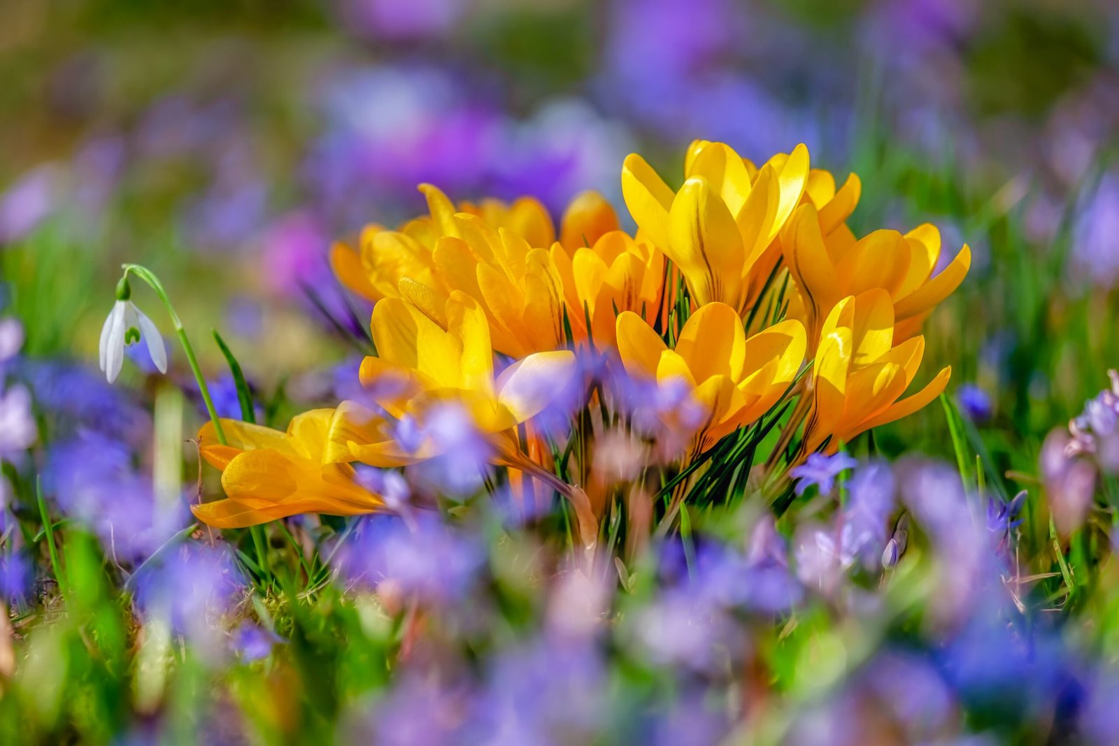 Livros para ler na primavera
